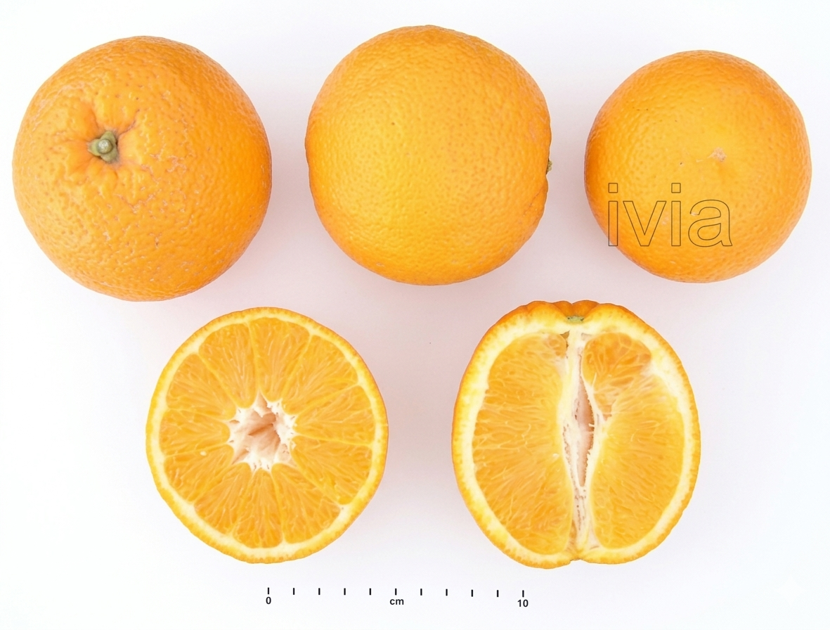 valencia late ivia f7