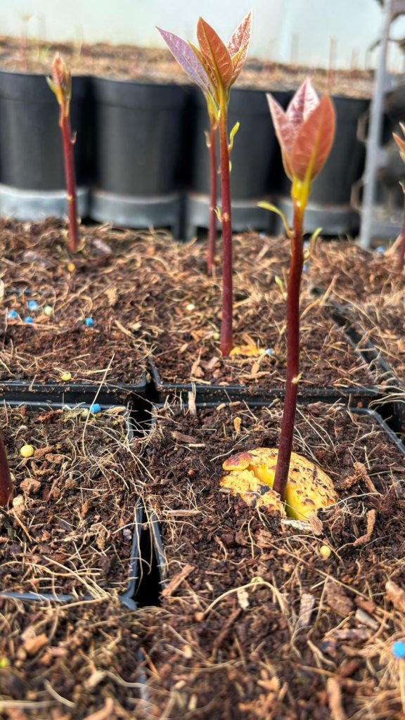 aguacate germinando 7