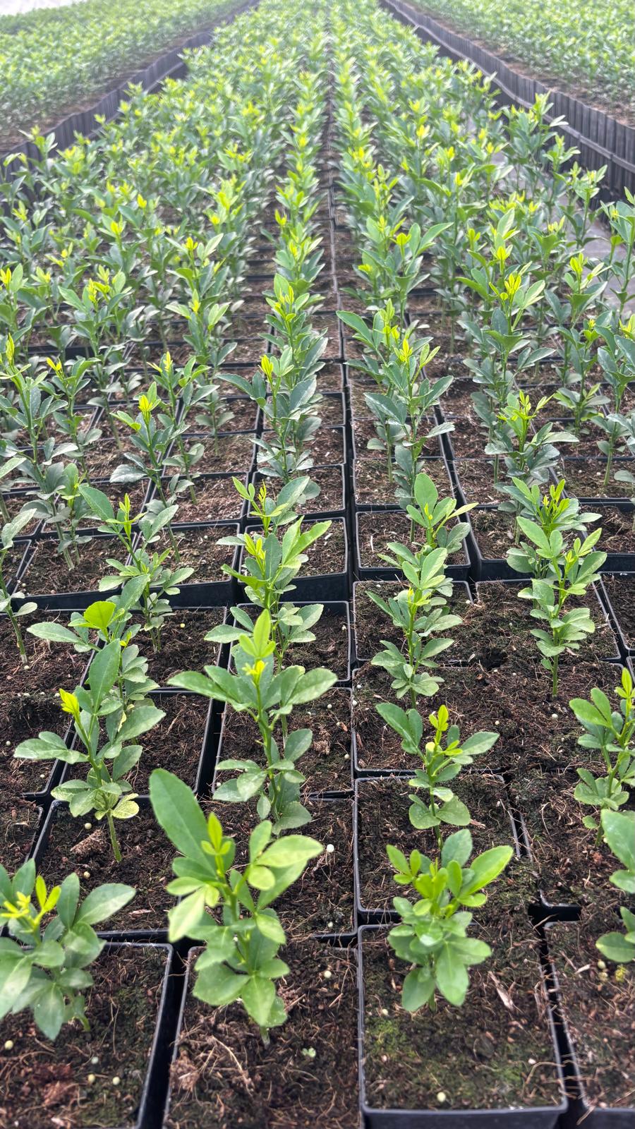 poncirus trifoliata germinando 3