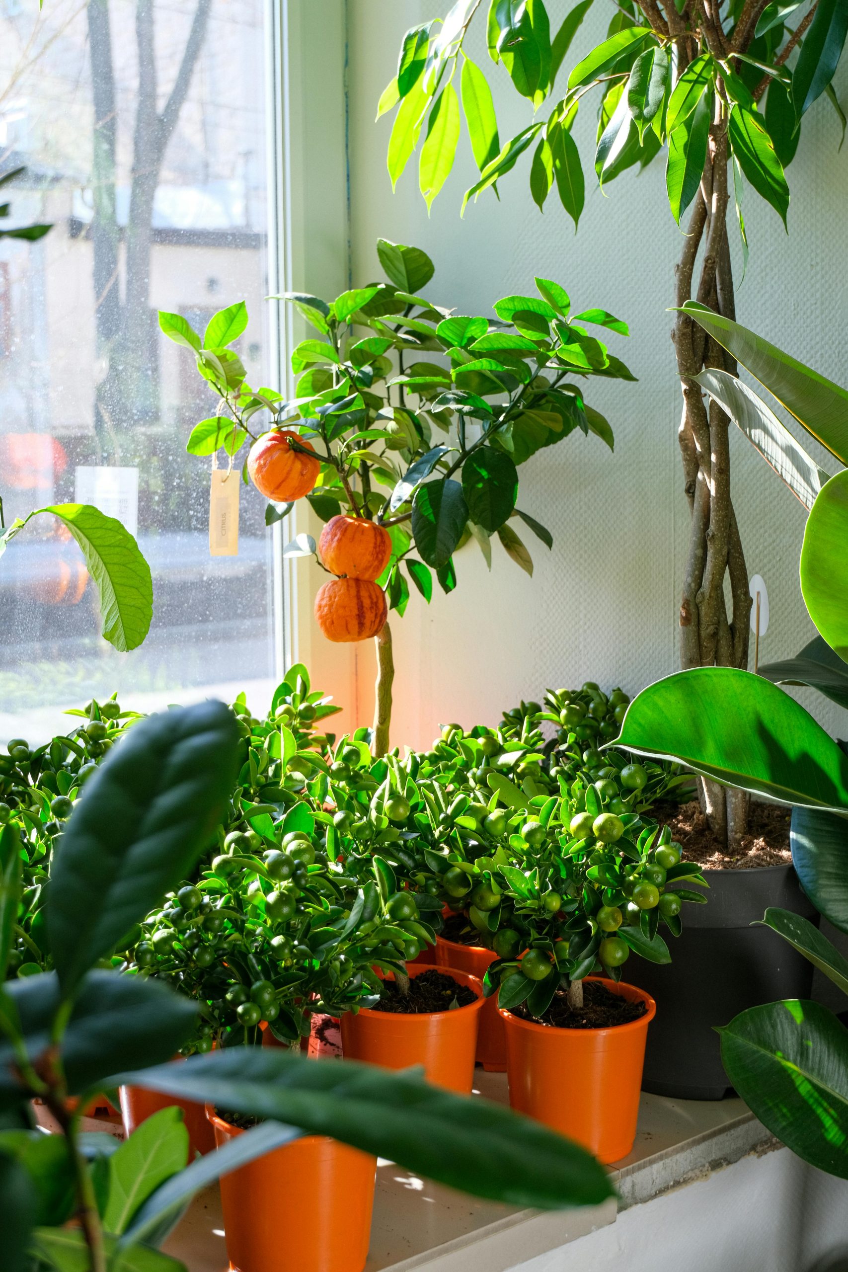 pexels maceta brillante