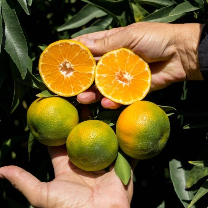 Clemenluz-Andes-1-cv-2-2