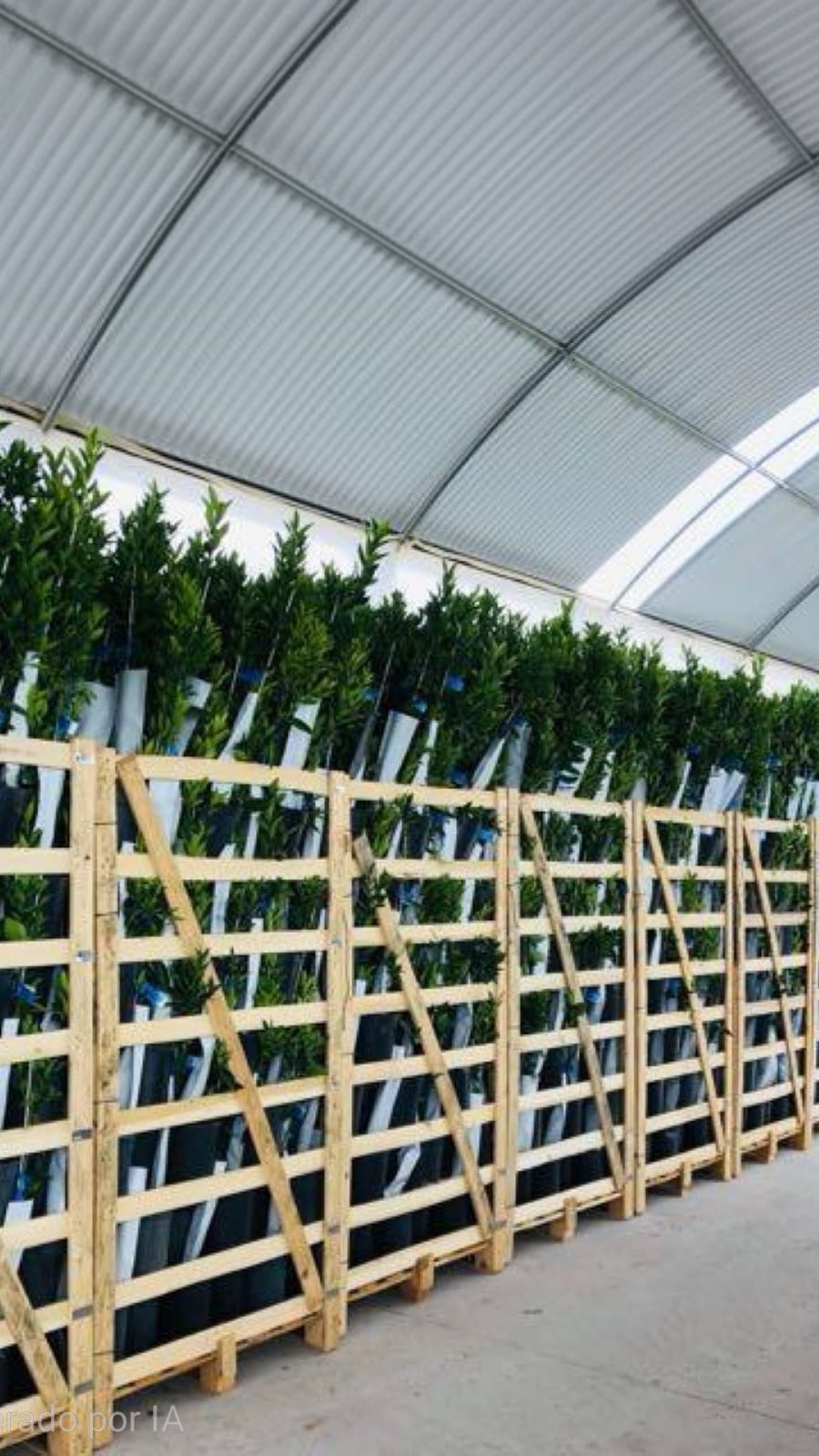 email1776428795661palets portada(1)