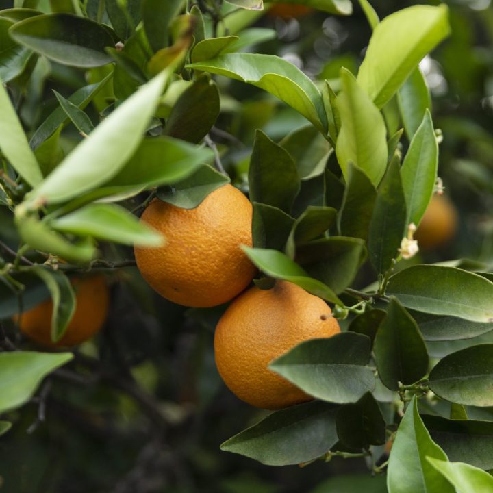 hermoso naranjo con frutos maduros