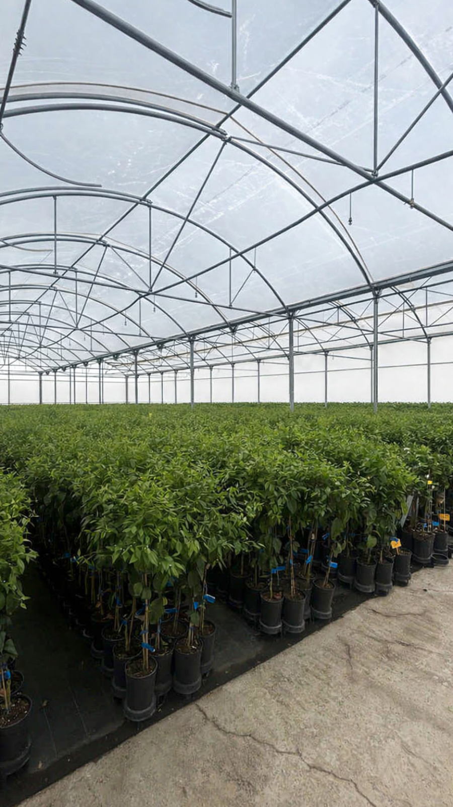 invernadero 4-2 Copilot